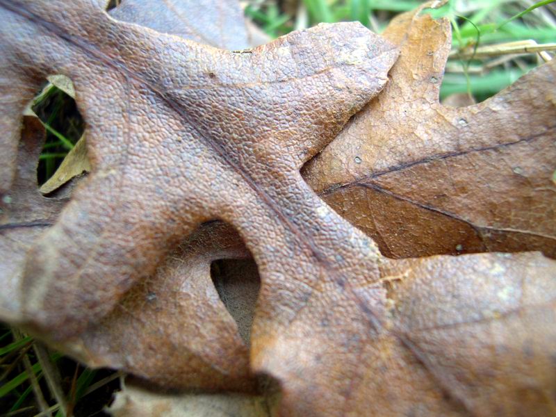 Quercus cerris / Cerro